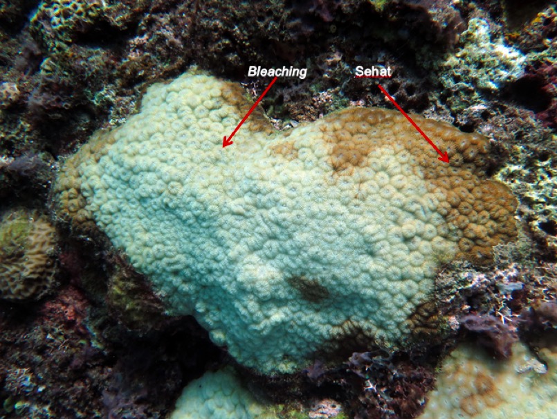 Karang Diploastrea heliopora terpapar bleaching, sementara bagian atas koloni masih kondisi sehat. Foto: Ofri Johan