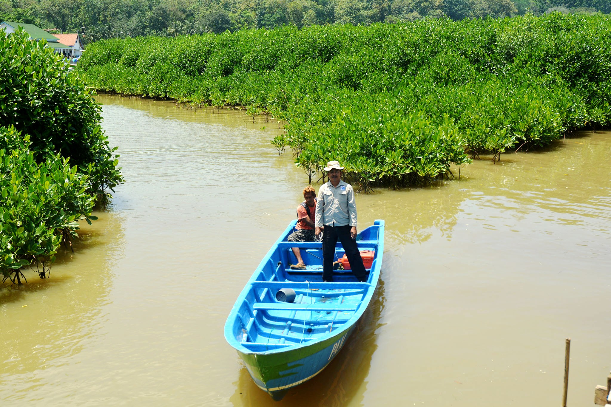 Kawasan hitan mangrove yang berada disekitar Pantai Logending dan Pantai Ayah, Kebumen, Jateng. Foto : L Darmawan