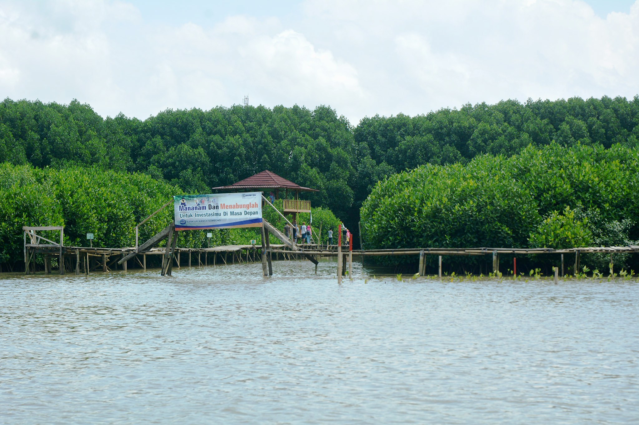 Kawasan hutan mangrove di pesisir Pantai Ayah dan pantai Logending, Kebumen, Jateng yang kini menjadi penahan tsunami dan kawasan wisata. Foto : L Darmawan
