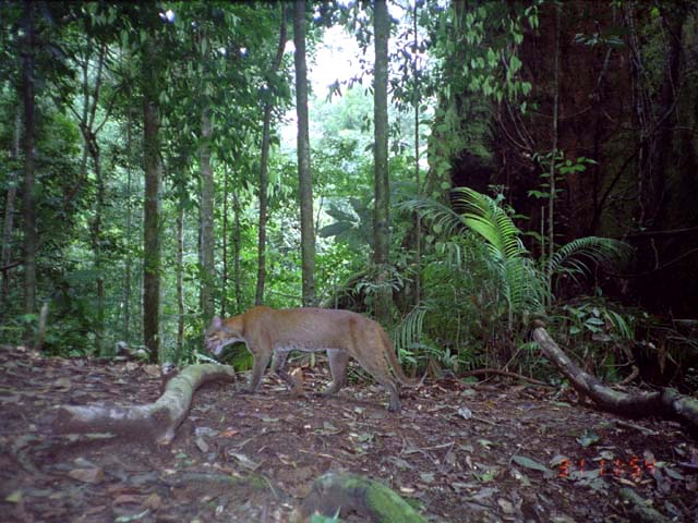 Kucing emas. Foto: Dok. Bidang Pengelolaan Taman Nasional Wilayah Sumatera Selatan – Bengkulu Balai Besar TNKS