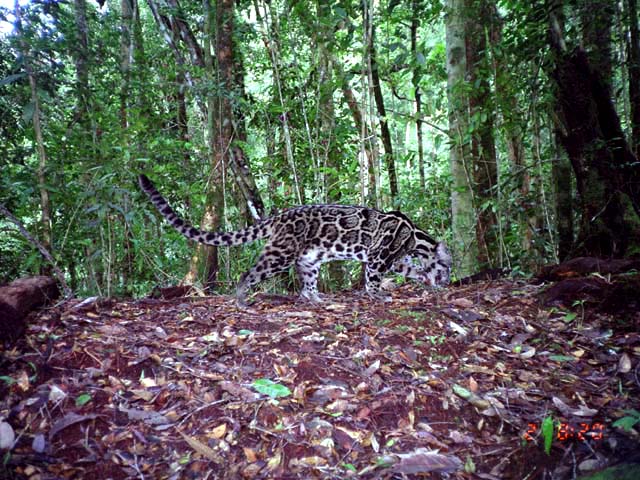 Macan dahan. Foto: Dok. Bidang Pengelolaan Taman Nasional Wilayah Sumatera Selatan – Bengkulu Balai Besar TNKS