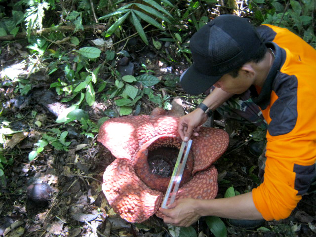 Rafflesia di Desa Seblat Ulu, Lebong, Bengkulu. Foto: Dok. Bidang Pengelolaan Taman Nasional Wilayah Sumatera Selatan – Bengkulu Balai Besar TNKS