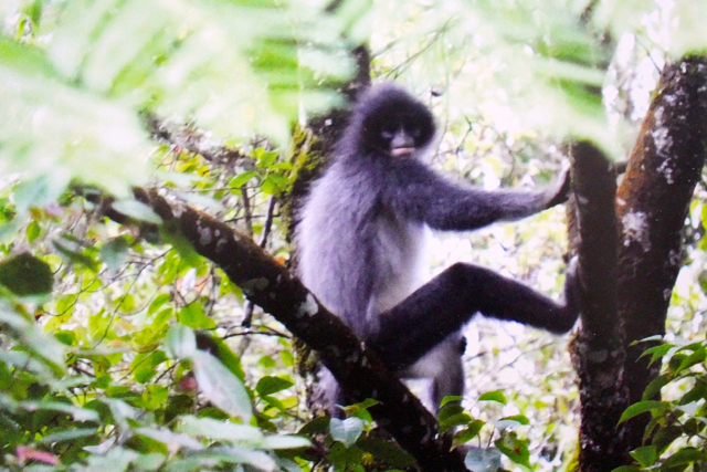 Surili, primata endemik Jawa Barat, yang terus terdesak. Foto: Aspinall Foundation