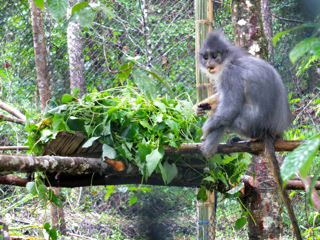 Surili di Pusat Primata Jawa. Foto: Aspinall Foundation