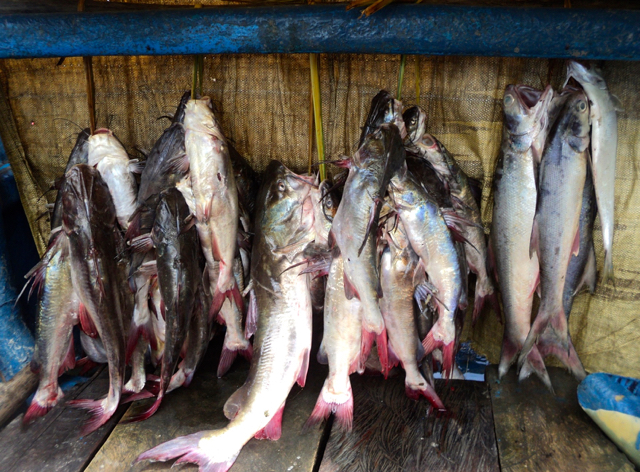 Ikan hasil tangkap warga Kampung Yepem. Foto: Agapitus Batbual