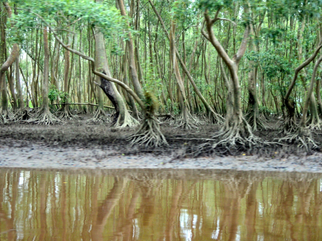 Kali Yomot dan mangrove . Foto: Agapitus Batbual