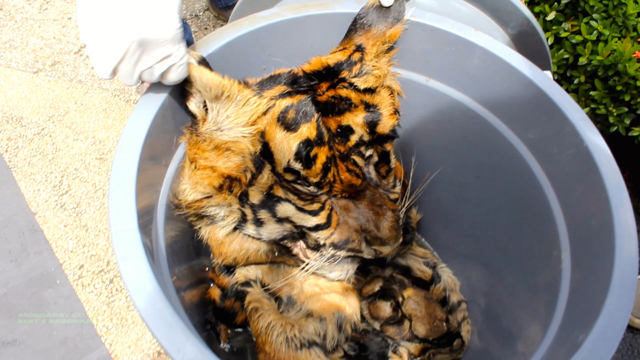 Kulit harimau ditempatkan dalam ember agar tak rusak. Foto: Ayat S Karokaro