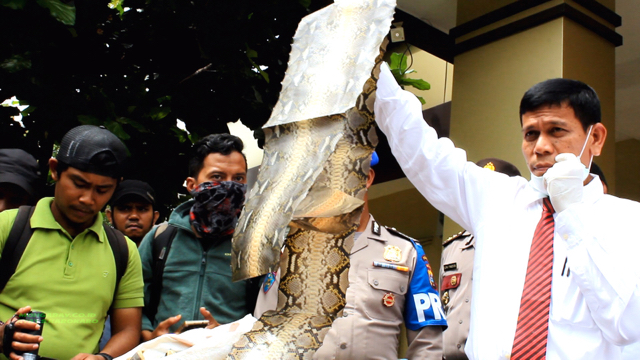 Saat penelusuran, setelah penyitaan kulit harimau di Medan, di tempat pelaku ada juga kulit piton. Foto: Ayat S Karokaro