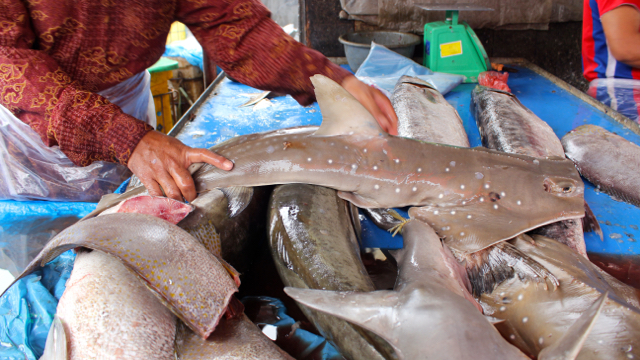 Pasokan hiu datang ke pedagang eceran di pasar tradisional pada waktu-waktu tertentu. Foto: Ayat S Karokaro
