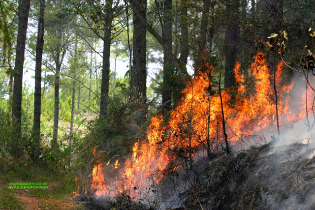 KEBAKARAN HUTAN PINUS Api yang membakar hutan kayu pinus di Saitbuttu Saribu, Kecamatan Pam Sidamanik, Simalungun, Sumut, Senin, 22 Agustus 2016. Kebakaran hutan kayu pinus tersebut diakibatkan warga setempat yang membakar untuk membuka lahan dan musim kemarau beberapa bulan terakhir.
