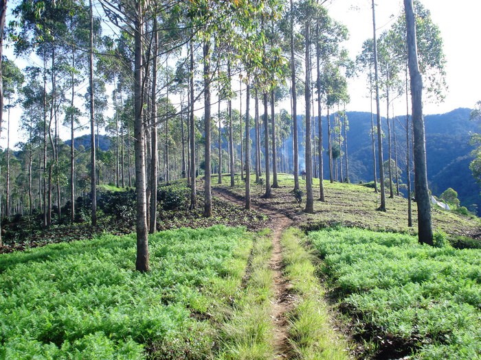Kondisi Gunung Kendang, Jabar dari jalur pendakian Neglasari. Foto : wikiloc.com 