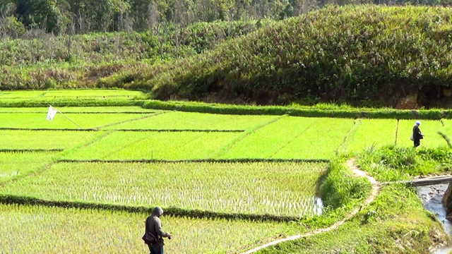 Wilayah adat Simataniari, dengan lahan pertanian (sawah) di dataran rendah, kemenyan, sebagai tanaman pelindung di dataran tinggi. Foto: Ayat S Karokaro