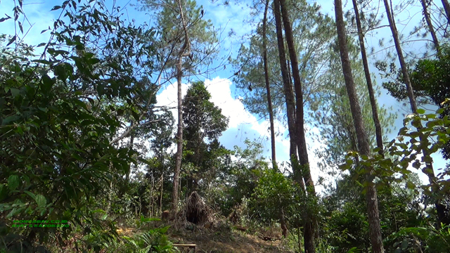 Hutan kemenyan muda di antara pinus. Foto: Ayat S Karokaro