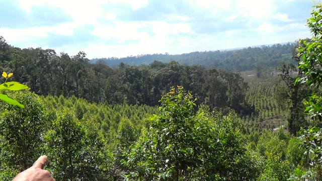 Dari atas bukit, tampak, sebagian wilayah adat ini sudah menjadi kebun eukaliptus TPL. Foto: Ayat S Karokaro