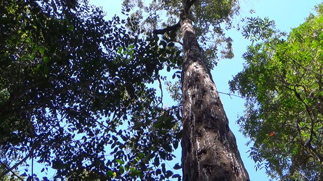 Pohon kemenyan tinggi menjulang, yang menjadi andalan warga adat sebagai sumber pendapatan. Foto: Ayat S Karokaro