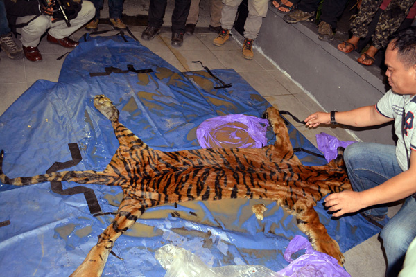 Kulit harimau yang diamankan dari pelaku di Desa Sencalang, Kecamatan Batang Gangsal, Indragiri Hulu, Riau. Foto: WWF-Indonesia