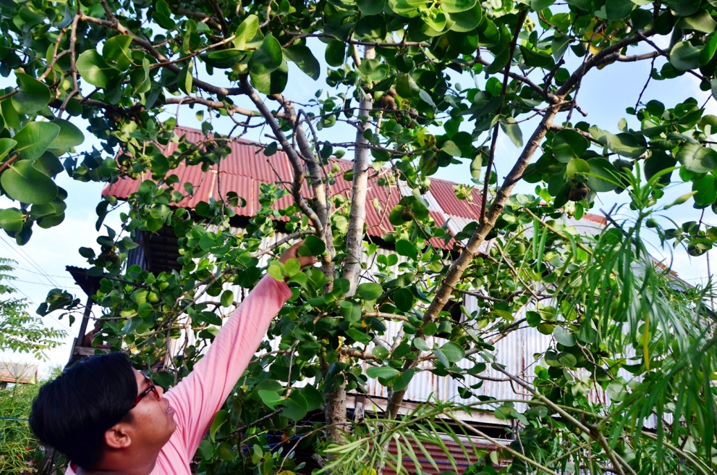 Mangrove sejenis pedada atau Sonnera caseolaris sp bahkan bisa ditemukan di hampir semua rumah yang ada di Desa Pitue, Kecamatan M’arang, Kabupaten Pangkajene Kepulauan (Pangkep), Sulawesi Selatan. Bentuk pohonnya yang tinggi lebat dengan buah berbentuk bulat, memiliki rasa asam dan aroma yang khas, serta tekstur buah yang lembut. Foto: Wahyu Chandra