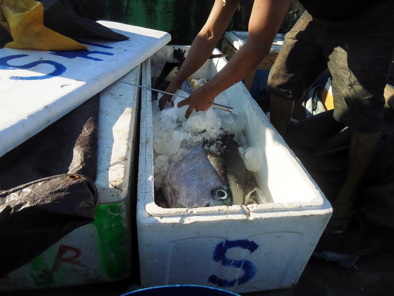 nelayan di Tidore, Sangihe, Sulut, menggunakan es rumahan untuk menjaga mutu ikan tuna ini. Foto : Themmy Doaly 