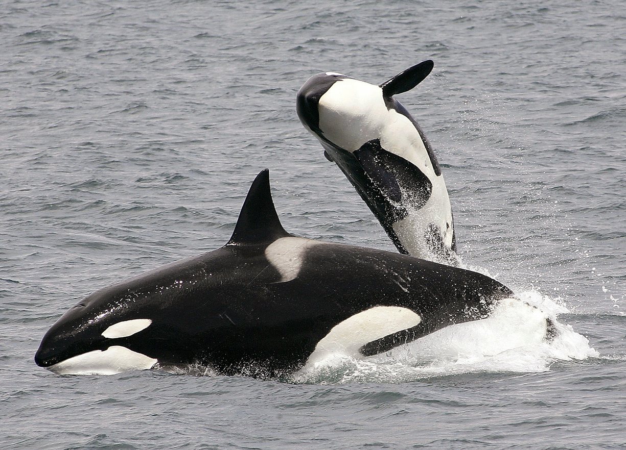 Populasi ikan paus pembunuh (whale killer) di perairan Eropa terancam karena polutan organik yang persisten (POPs). Meskipun legislatif telah mengeluarkan aturan pembatasan penggunaannya, polutan ini masih hadir dalam lemak orca pada tingkat yang melebihi ambang toksisitas mamalia laut. Foto: Robert Pitman / NOAA / AP