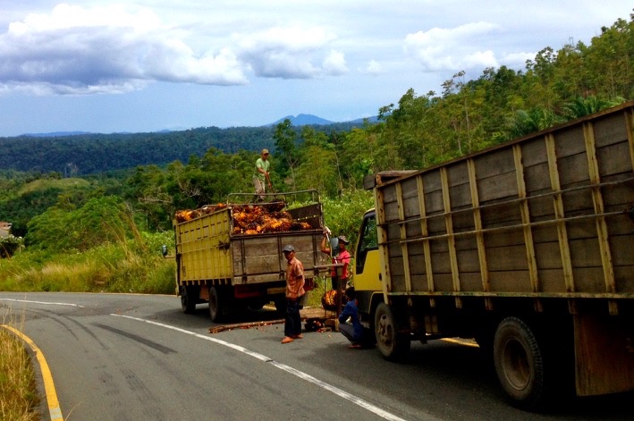 Truk-truk yang mengangkut buah sawit dari kebun warga di TNKS wilayah Kerinci Jambi. Foto Taufik Wijaya