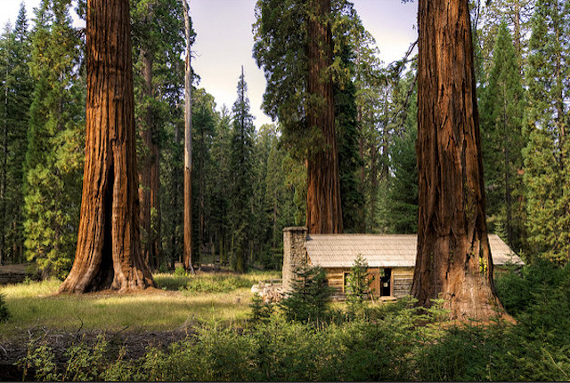 Pohon sequoia raksasa yang berukuran besar, sebagaimana namanya. Sumber: Vicente Villamón/flickr/CC BY 2.0