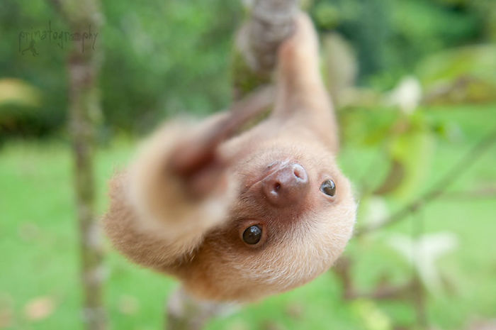Foto : the sloth institute