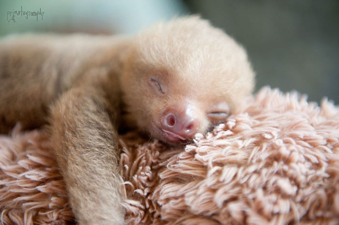 Foto : the sloth institute