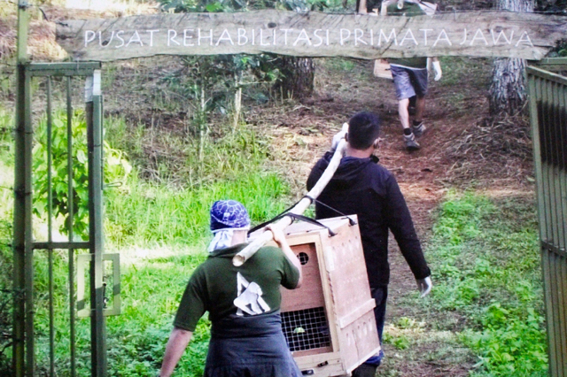 Pemindahan surili ke Pusat Primata Jawa. Foto: Aspinall Foundation