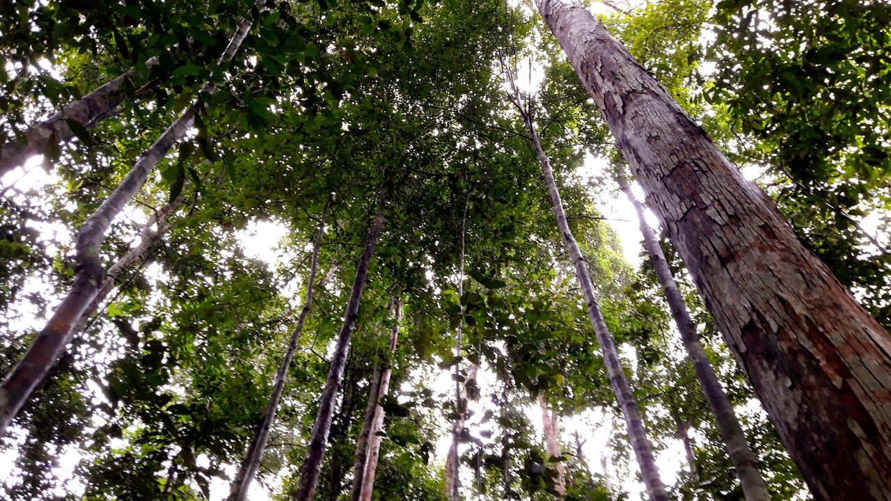 Tegakan pohon yang ada di Hutan Desa Bawan. Foto: Indra Nugraha