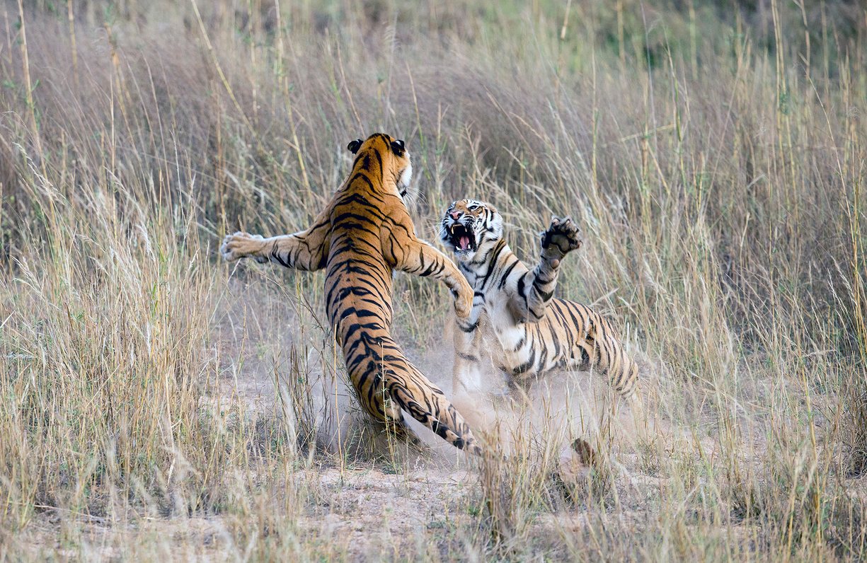 Ada sekitar 3.900 ekor harimau yang tersisa di alam dalam kondisi terancam karena kerusakan habitat, perubahan iklim dan konflik manusia dengan satwa liar. Foto: Archna Singh / Barcroft MediaArc
