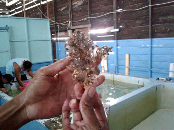 Terumbu karang lunak jenis Zoanthid sp ini yang ditanam di perairan Jenebora, Teluk Balikpapan. Foto: BPSPL Satuan Kerja Balikpapan