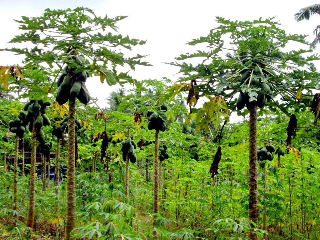 Ratusan pohon pepaya yang ditanam di kebun milik Aloysius Pala. Foto: Ebed de Rosary