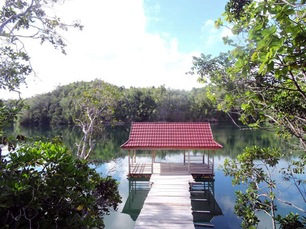 Danau Jelly fish atau danau ubur-ubur yang ada di Kepulauan Togean. Foto: Christopel Paino