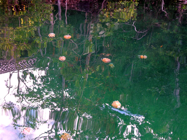 Jelly fish yang terlihat jelas ini merupakan daya tarik wisatawan lokal maupun macanegara. Foto: Christopel Paino