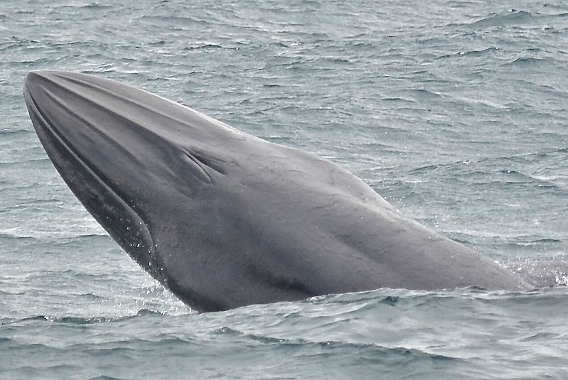 Paus Bryde (Bryde’s whale) merupakan paus berukuran tidak lebih dari 25 ton yang menyukai perairan tropis dan hangat. Sumber: Wikipedia