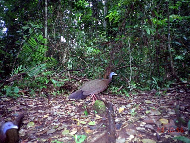 Burung kuau yang terdapat di wilayah Taman Nasional Kerinci Seblat. Foto: Dok. Bidang Pengelolaan Taman Nasional Wilayah Sumatera Selatan – Bengkulu Balai Besar TNKS
