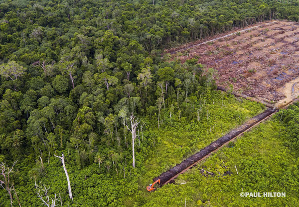 Deforestasi yang terjadi di dalam Kawasan Ekosistem Leuser. Foto: Paul Hilton/RAN LDF.