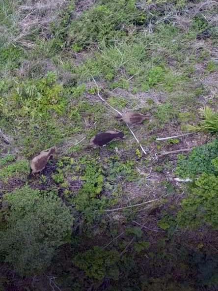 Penampakan 3 gajah liar dari drone ketinggian 73 meter. Foto: Tim Disbunhut Aceh Tengah)