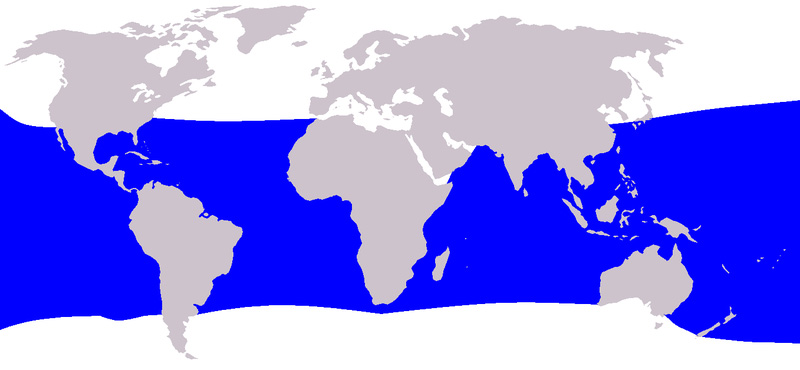 Habitat Bryde’s whale di lautan. Sumber: Wikipedia