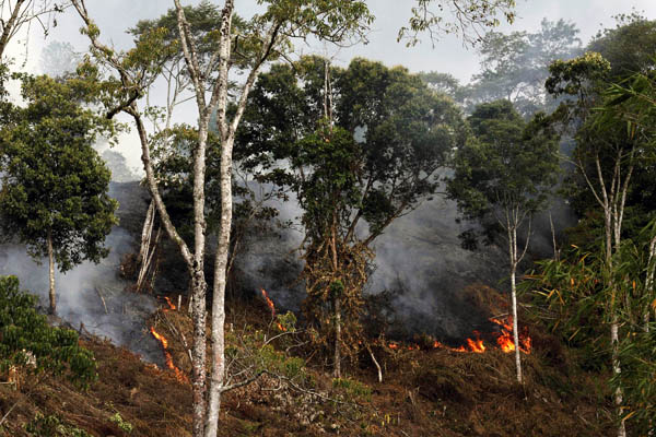 Hutan di Kawasan Ekosistem Leuser yang pernah terbakar. KEL merupakan wilayah penting yang harus dilindungi. Foto: Junaidi Hanafiah