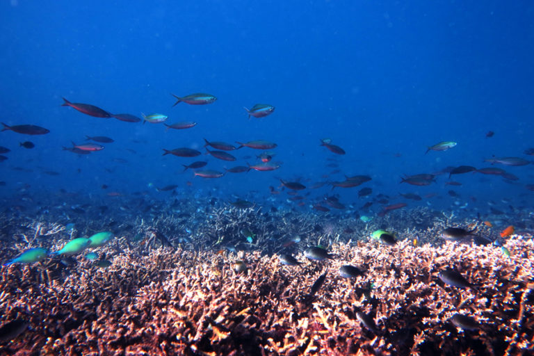 Manfaat sosial ekonomi terumbu karang adalah
