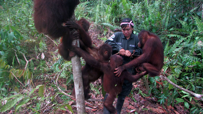 Orangutan diajarkan memanjat agar di kemudian hari, saat di alam liar nanti bisa beradaptasi dengan baik. Foto: BOSF