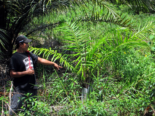 Andi Wijaya menunjukan pohon sawit yang ditanam PT. Agri Andalas bersebelahan dengan sawit yang ditanam warga, di lahan warga. Foto: Dok. Andi Wijaya