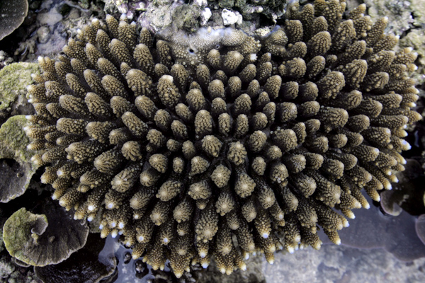 Biota laut (atas) dan karang yang begitu indah di Pulau Bunta. Foto: Junaidi Hanafiah