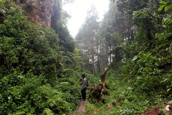 Kondisi hutan di pegunungan Semungklung dengan keragaman hayatinya. Foto: Petrus Riski