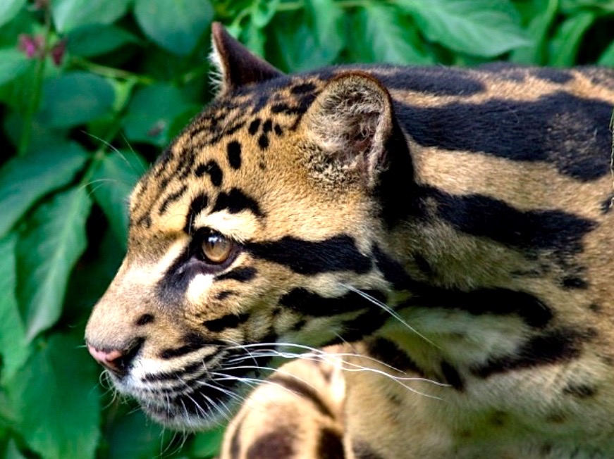 Macan dahan kalimantan, salah satu mamalia di Kalimantan yang terus kehilangan habitatnya. Foto: Spencer Wright/Wikimedia Commons