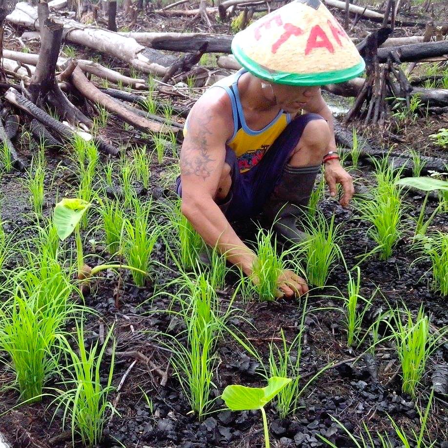 Norhadie saat menanam padi ladang di lahan garapannya. Foto: dok pribadi