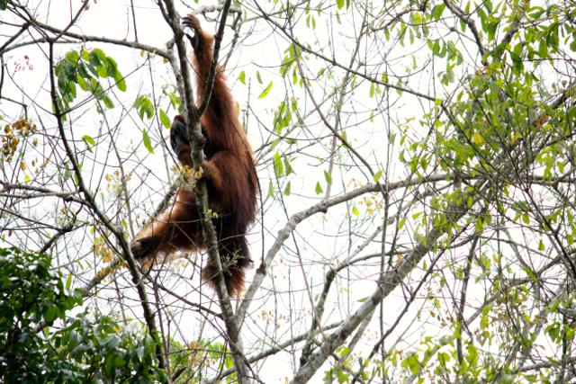 Orangutan ini habitat hancur hingga keluar ke perkebunan warga. Foto: Ayat S Karokaro