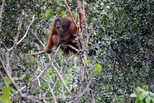 Orangutan muncul di hutan Batu Cadas, Bahorok, Langkat. Foto: Ayat S Karokaro
