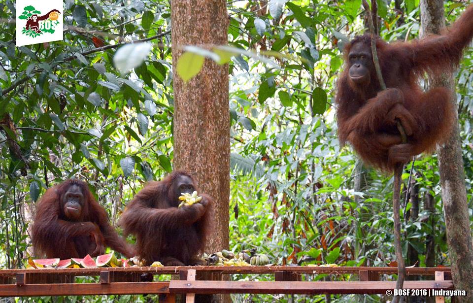 Orangutan penting bagi ekosistem hutan karena berperan sebagai penebar biji tumbuhan. Foto: BOSF/Indrayana
